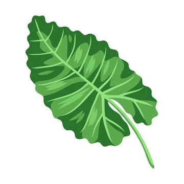 Illustration of stylized palm leaf. Image of tropical foliage and plant. Stock Illustration