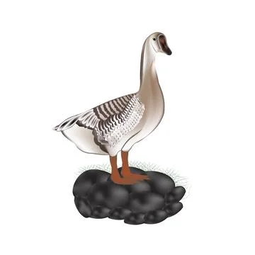 Illustration of swan vector design on a white background Stock-Illustration