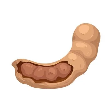 Illustration of Tamarind Stock Illustration
