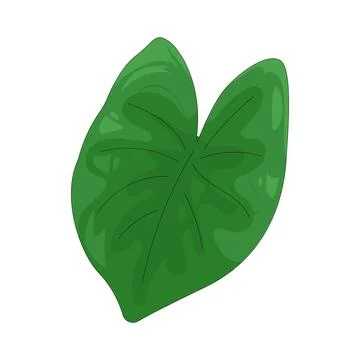 Illustration of taro leaf Stock Illustration