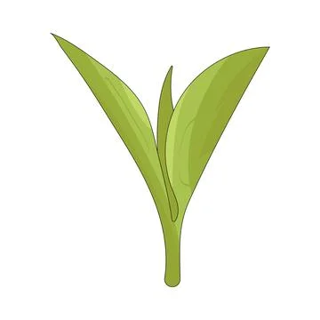 Illustration of Tea leaves 库存插图
