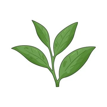 Illustration of Tea leaves Stock Illustration
