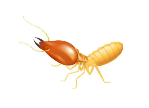Illustration termite isolated on white background, insect species termite ant 스톡 일러스트