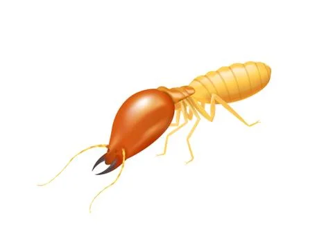 Illustration termite isolated on white background, insect species termite ant Stock-Illustration