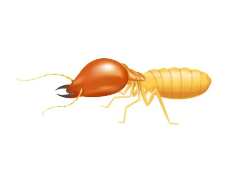 Illustration termite isolated on white background, insect species termite ant Illustrazione stock