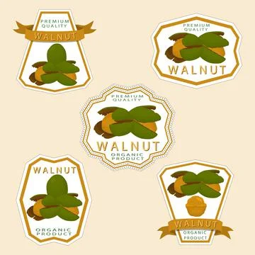Illustration on theme big set different types walnut in nutshell Stock Illustration