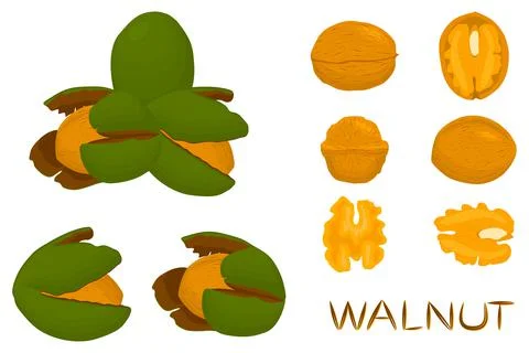 Illustration on theme big set different types walnut in nutshell 스톡 일러스트