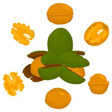 Illustration on theme big set different types walnut in nutshell 스톡 일러스트