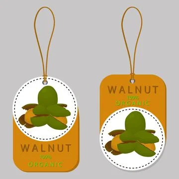 Illustration on theme big set different types walnut in nutshell Stock Illustration