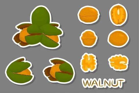 Illustration on theme big set different types walnut in nutshell Stock Illustration