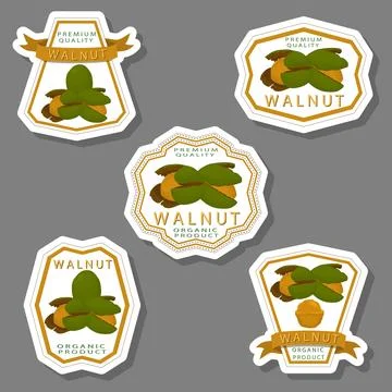 Illustration on theme big set different types walnut in nutshell Stock Illustration