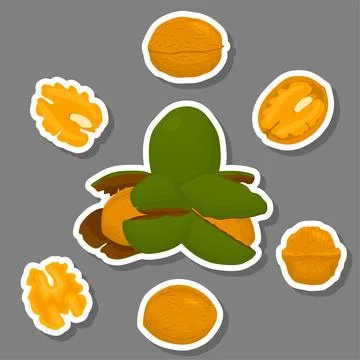 Illustration on theme big set different types walnut in nutshell Stock Illustration