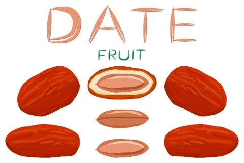Illustration on theme different types of date fruit for healthy life Stock Illustration