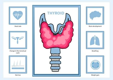 Illustration of thyroid gland and different icons showing its affect on human Stock Illustration
