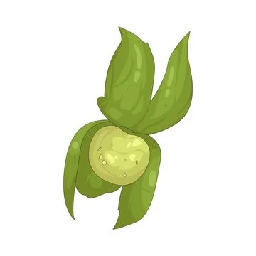 Illustration of tomatillo 스톡 일러스트