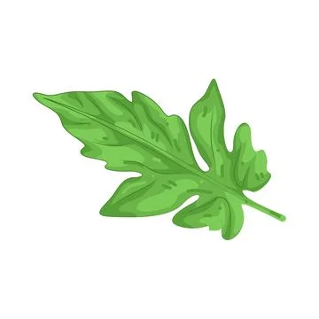 Illustration of tomato leaf Stock Illustration