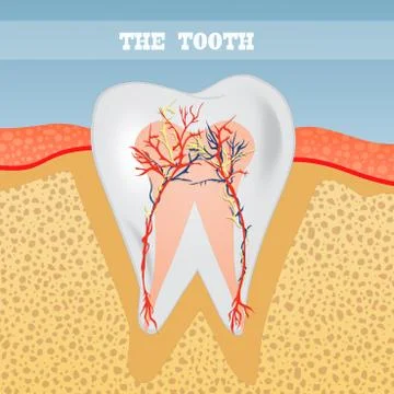 Illustration of tooth anatomy Stock Illustration