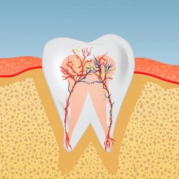 Illustration of tooth Stock Illustration