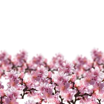 Illustration of Tree flowers on a white background. Stock Illustration