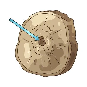 Illustration of Tree ring 스톡 일러스트