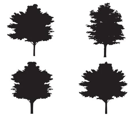 Illustration. tree shadow, black (4 tree). white background 스톡 일러스트