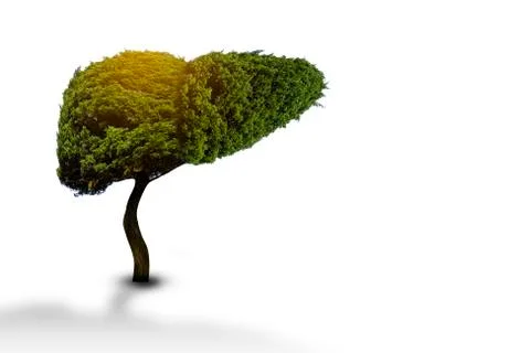 Illustration of a tree in the shape of a liver (environment and medicine) Stock Photos