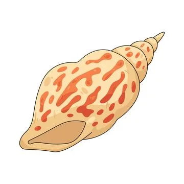 Illustration of tropical seashell Stock Illustration
