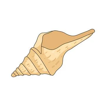Illustration of trumpet shell Stock Illustration