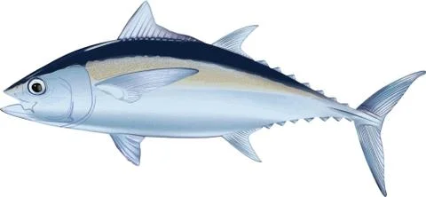 Illustration of tuna fish vector version Stock Illustration