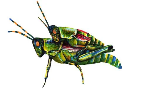 Illustration two green grasshoppers marker on a white background Stock Illustration