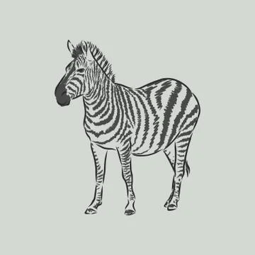 Illustration vector doodle hand drawn of sketch zebra standing isolated on wh Illustrazione stock