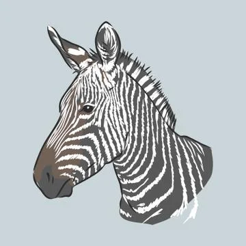 Illustration vector doodle hand drawn of sketch zebra standing isolated on wh Stock Illustration