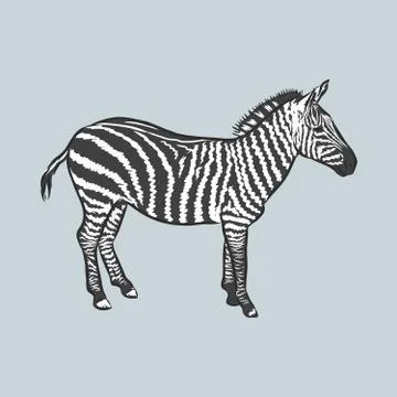Illustration vector doodle hand drawn of sketch zebra standing isolated on wh Illustrazione stock