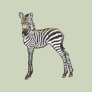 Illustration vector doodle hand drawn of sketch zebra standing isolated on wh Illustrazione stock