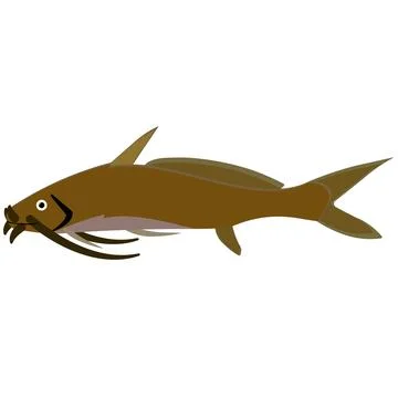 Illustration vector graphic of catfish on isolated white background. Stock Illustration
