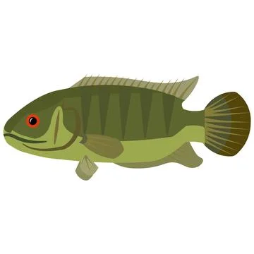 Illustration vector graphic of climbing perch fish on isolated white background. Stock Illustration