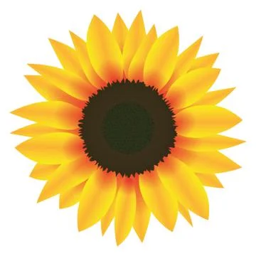 Illustration Vector Graphic Flower Sunflower Illustrazione stock