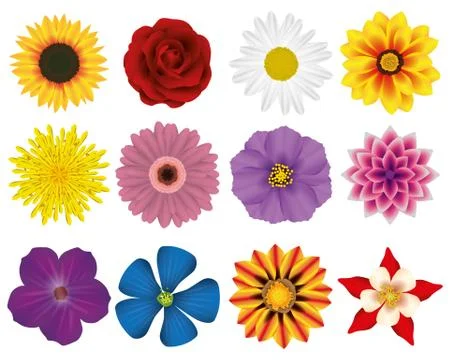 Illustration Vector Graphic Set Flowers Stock Illustration