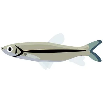 Illustration vector graphic of trichogaster fish on isolated white background. Stock Illustration