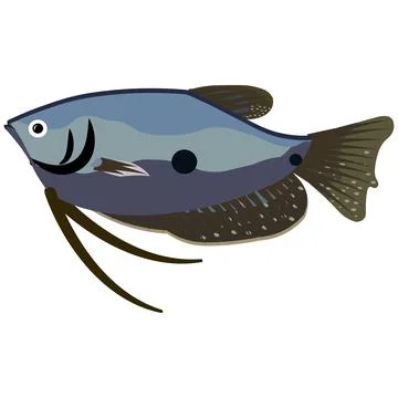 Illustration vector graphic of trichogaster fish on isolated white background. Stock Illustration