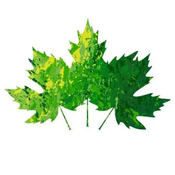 Illustration of vector maple leaf in grunge style Stock Illustration