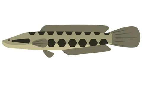Illustration vector of Snakehead fish Channa Argus on isolated white Stock Illustration
