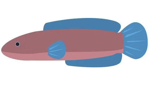 Illustration vector of Snakehead fish Channa Andrao on isolated white Stock Illustration