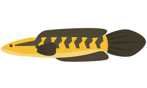 Illustration vector of Snakehead fish Channa Marulioides on isolated white Stock Illustration