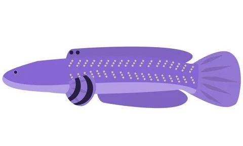 Illustration vector of Snakehead fish Channa Blue Pulchra on isolated white Stock Illustration