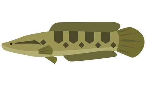Illustration vector of Snakehead fish Channa Punctata on isolated white Stock Illustration