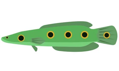 Illustration vector of Snakehead fish Channa Pleuro on isolated white Stock Illustration