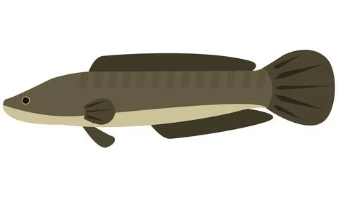 Illustration vector of Snakehead fish Channa Striata on isolated white Stock Illustration