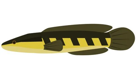 Illustration vector of Snakehead fish Channa Marulius on isolated white Stock Illustration