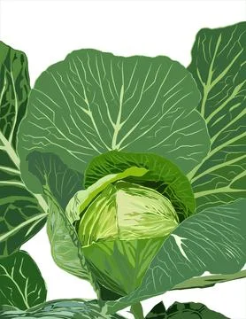 Illustration of vegetables, cabbage. Illustrazione stock